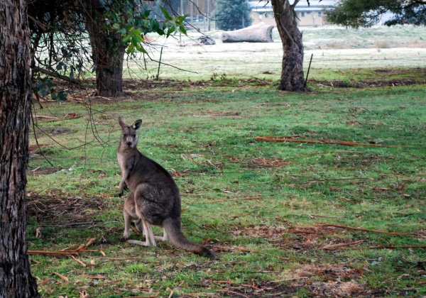 Zdjęcie z Australii - Za duzy zeby wejsc....