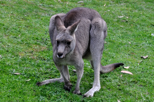 Zdjęcie z Australii - Stary samiec