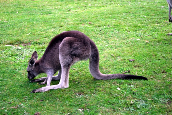 Zdjęcie z Australii - Jaka dobra trawka