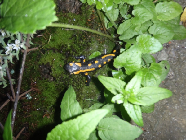 Zdjęcie z Polski - Salamandra...