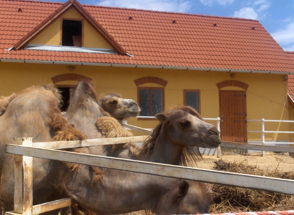 Zdjęcie z Węgier - Muzeum Afryki