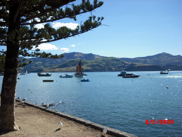 Zdjęcie z Nowej Zelandii - Piekna Akaroa