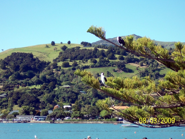 Zdjęcie z Nowej Zelandii - Akaroa