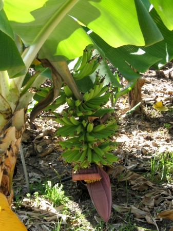 Zdjęcie z Hiszpanii - Plantacja bananów