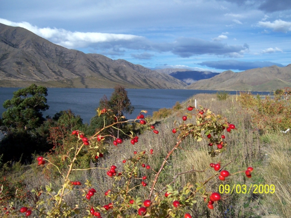 Zdjęcie z Nowej Zelandii - Lake Benmore...