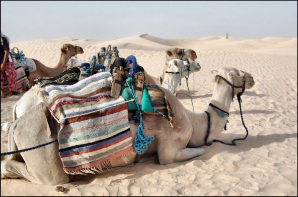 Zdjęcie z Tunezji - Sahara
