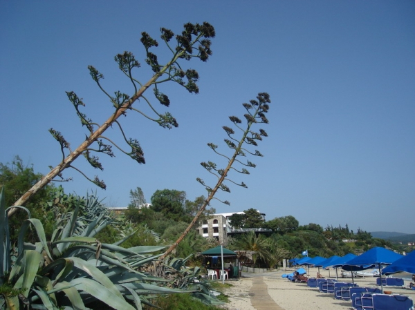 Zdjęcie z Grecji - okolice hotelu Teoxenia