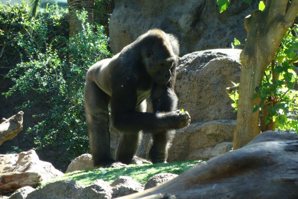 Zdjęcie z Hiszpanii - Loro Park