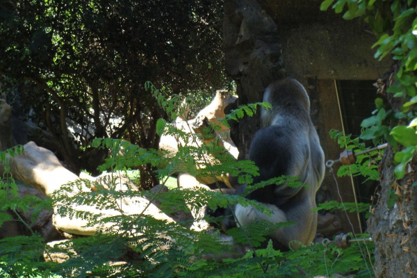 Zdjęcie z Hiszpanii - Loro Park