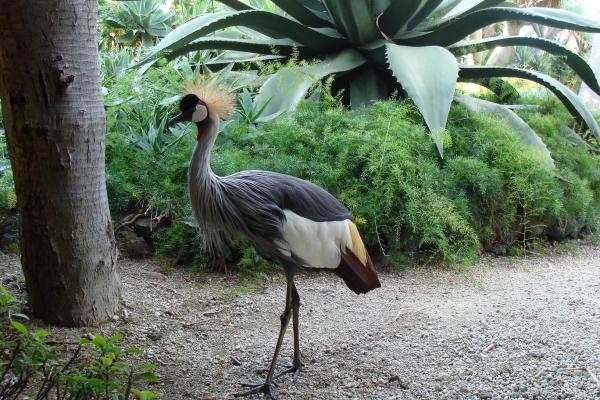Zdjęcie z Hiszpanii - Loro Park