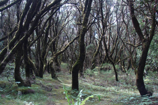 Zdjęcie z Hiszpanii - La Gomera