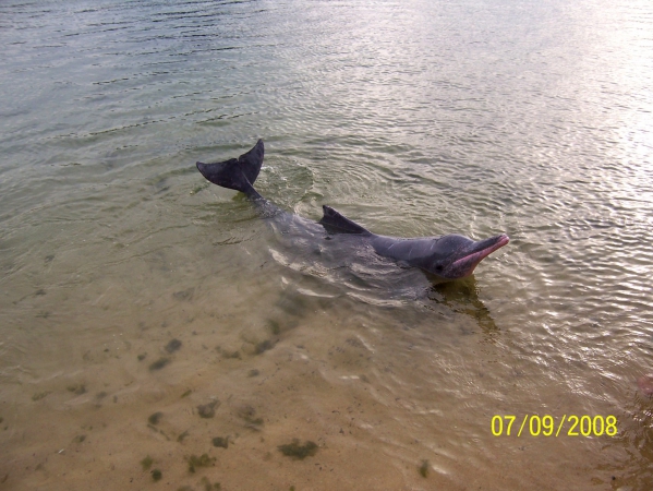 Zdjęcie z Singapuru - Rozowy delfin...