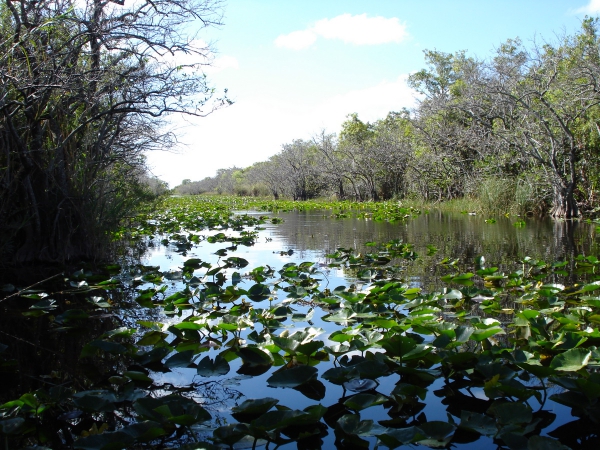 Zdjęcie ze Stanów Zjednoczonych - Everglades