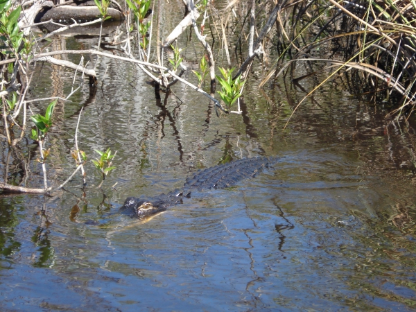 Zdjęcie ze Stanów Zjednoczonych - Everglades