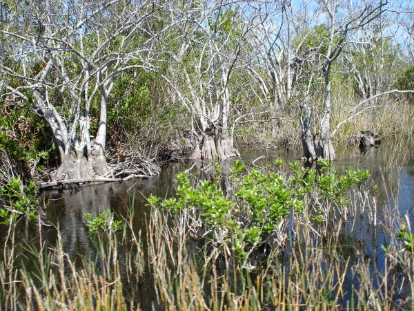 Zdjęcie ze Stanów Zjednoczonych - Everglades