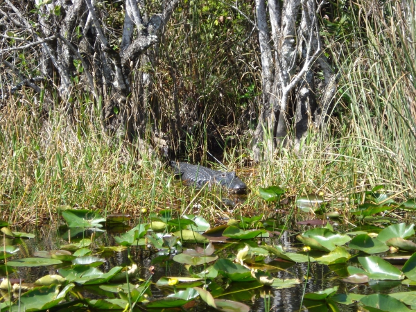 Zdjęcie ze Stanów Zjednoczonych - Everglades