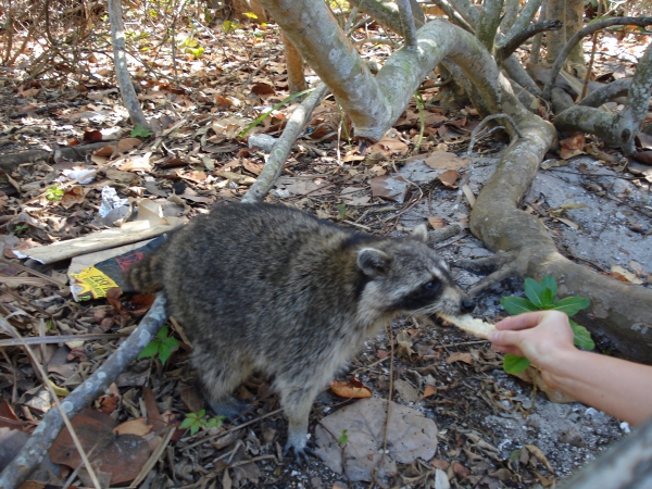 Zdjęcie ze Stanów Zjednoczonych - Key Biscayne