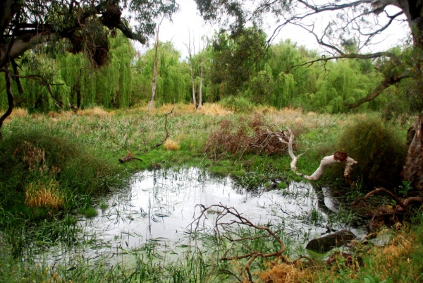 Zdjęcie z Australii - Bagna nad Murray River