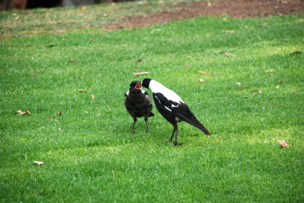 Zdjęcie z Australii - Mama magpie karmi swojego