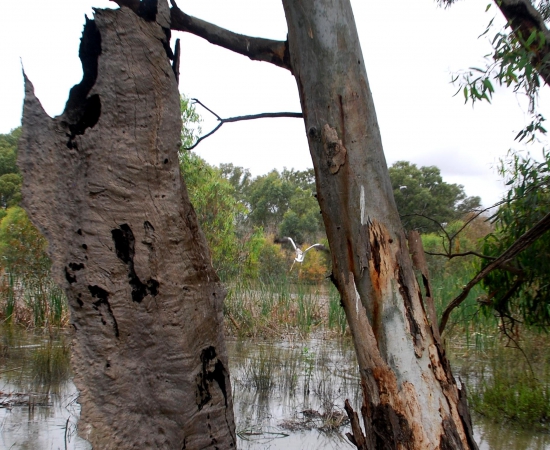 Zdjęcie z Australii - Bagna nad Murray River