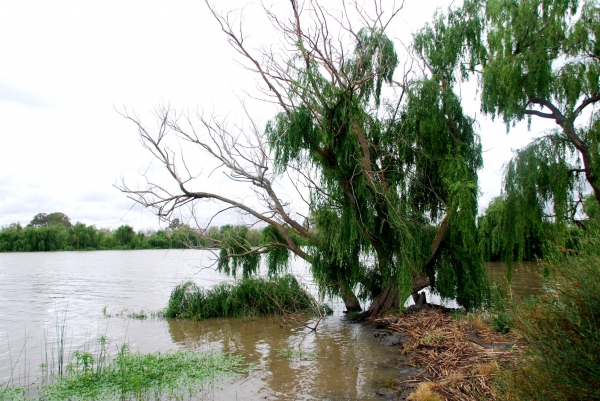 Zdjęcie z Australii - Brzegi Murray River