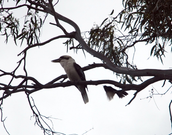 Zdjęcie z Australii - Kookaburra, ktora...