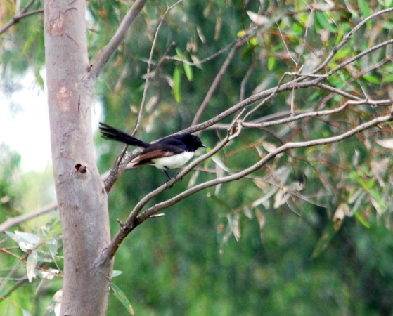 Zdjęcie z Australii - Willie wagtail, czyli...