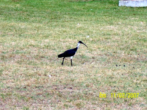 Zdjęcie z Australii - Ibis na spacerze