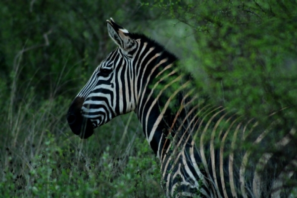 Zdjecie - Kenia - Mombasa