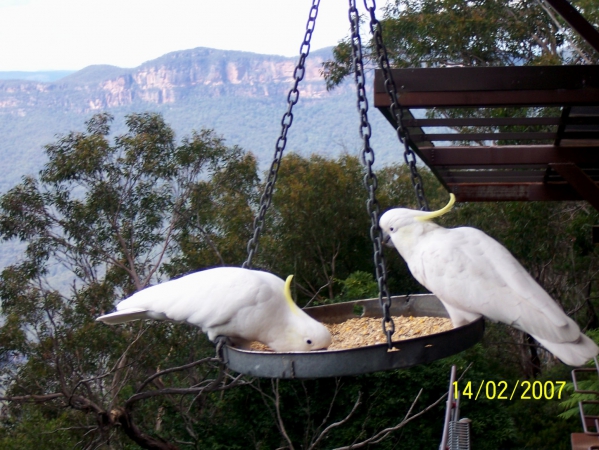 Zdjęcie z Australii - Biale cockatoo...