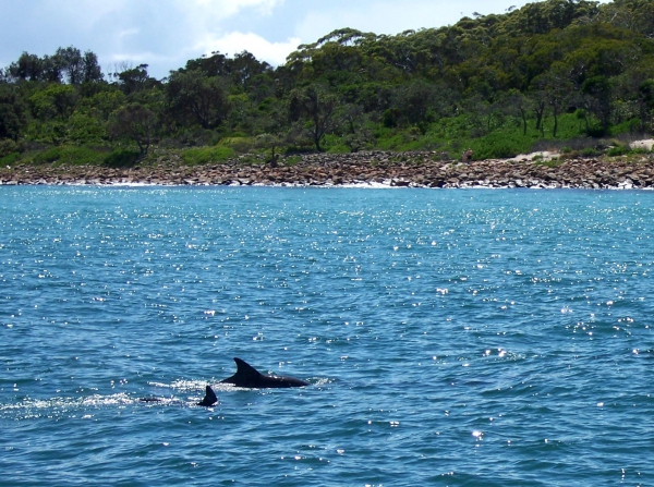 Zdjęcie z Australii - Delfiny w Port Stephens