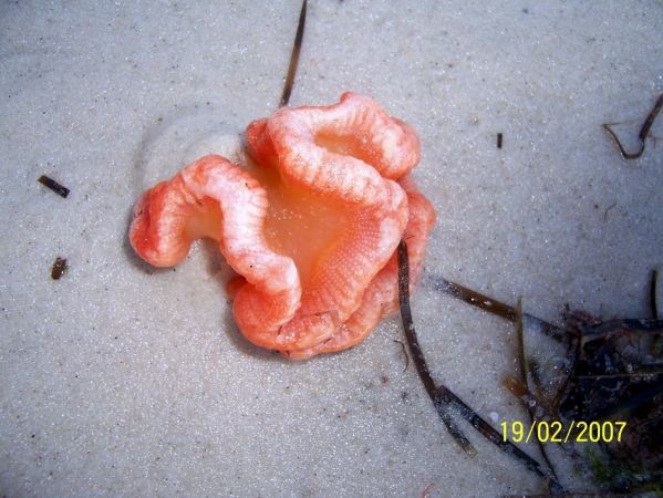 Zdjęcie z Australii - Meduza wyrzucona na brzeg