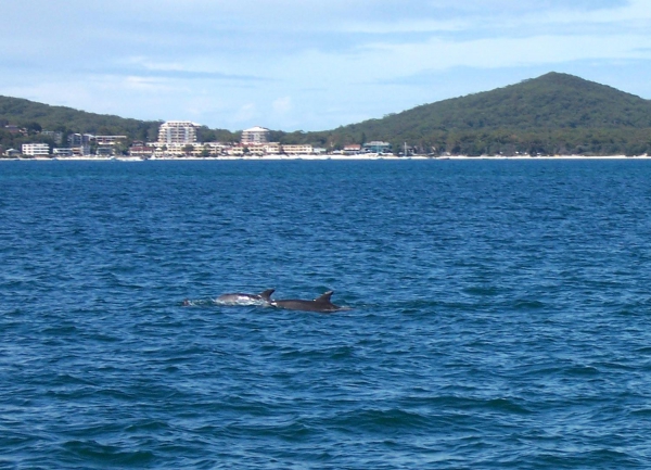 Zdjęcie z Australii - Delfiny, a w glebi...