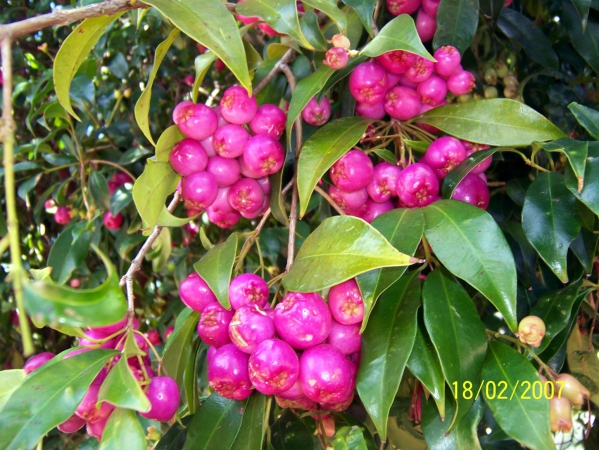 Zdjęcie z Australii - Australijska flora