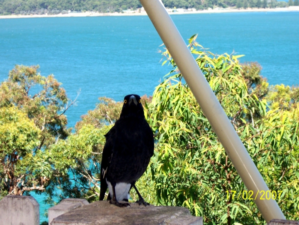 Zdjęcie z Australii - Currawong- australijski..