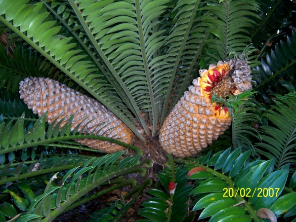 Zdjęcie z Australii - Australijska flora