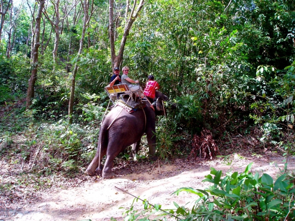 Zdjęcie z Tajlandii - Nasz slon znowu glodny!