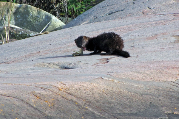 Zdjęcie z Kanady - Norka