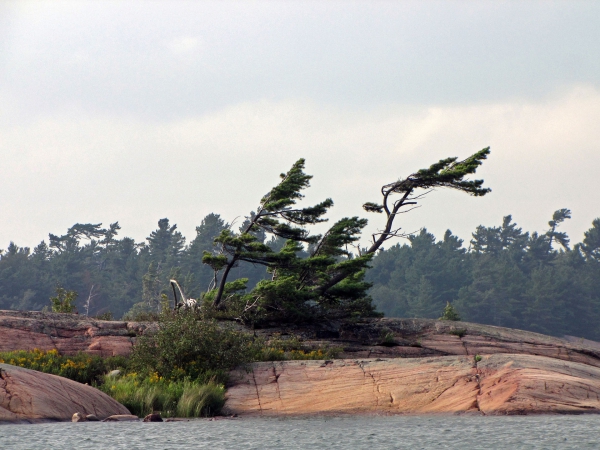 Zdjęcie z Kanady - Wind Swept Pines