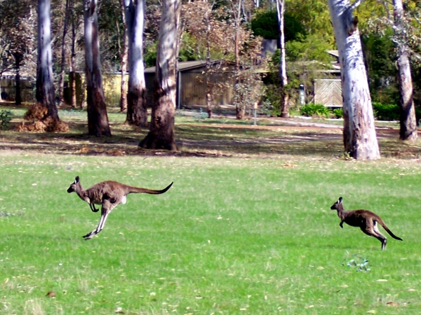 Zdjecie - Australia - Południowa Australia- wycieczki weekendowe