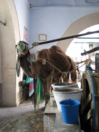 Zdjęcie z Tunezji - Kairouan