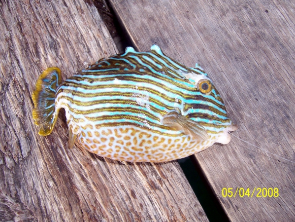 Zdjęcie z Australii - Pufferfish czyli trujaca