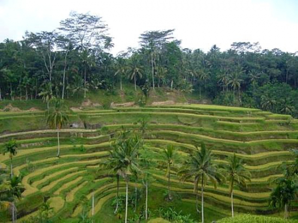 Zdjęcie z Indonezji - BALI