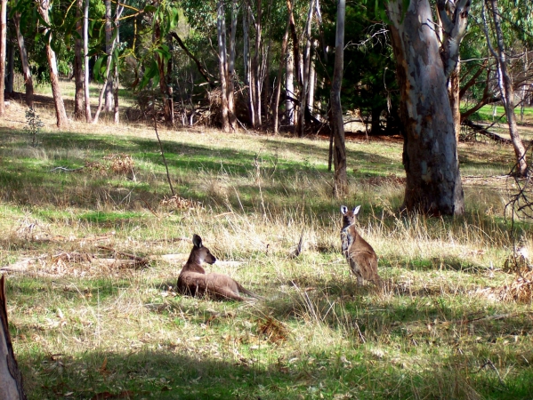 Zdjęcie z Australii - Kangury w Kuipto Forest