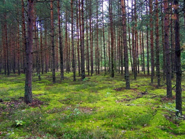 Zdjęcie z Polski - Puszcza Kampinoska