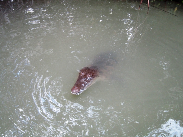 Zdjęcie z Jamajki - Black River