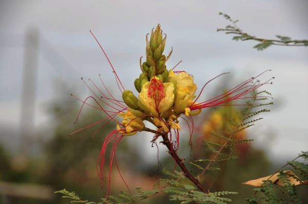 Zdjęcie z Hiszpanii - ciekawa flora na 