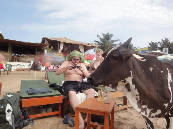Zdjęcie z Indii - Krowa na plaży