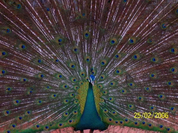 Zdjęcie z Malezji - Piekny paw w Taman Burung