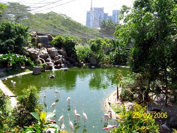 Zdjęcie z Malezji - Park ptasi Taman Burung